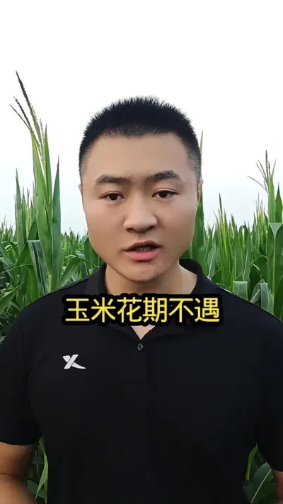 玉米雄穗雌穗不同步，就一定是花期不育吗#农业种植 #玉米高产种植技术 #病虫害防治#关注我每天分享农业知识#肥料