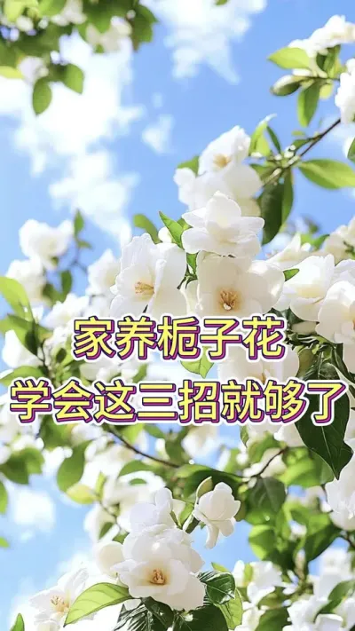 家养栀子花学会这三招就够了#养花小知识 #养花人的乐趣 #花卉绿植 #栀子花 #栀子花养护