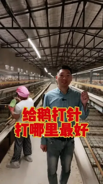 给鹅打针，打哪个位置最好？#养鹅 #鹅苗 #养鹅技术 #狮头鹅 #养鹅人