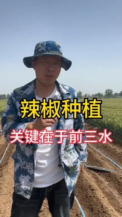 辣椒要高产 前三水是关键#辣椒 #辣椒种植 #辣椒高产#抖音助农扶农