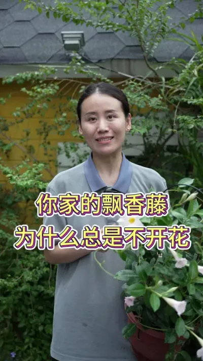 你家的飘香藤为什么总是不开花呢？#养花小知识 #养花人的乐趣 #花卉绿植 #飘香藤盆栽#飘香藤养护