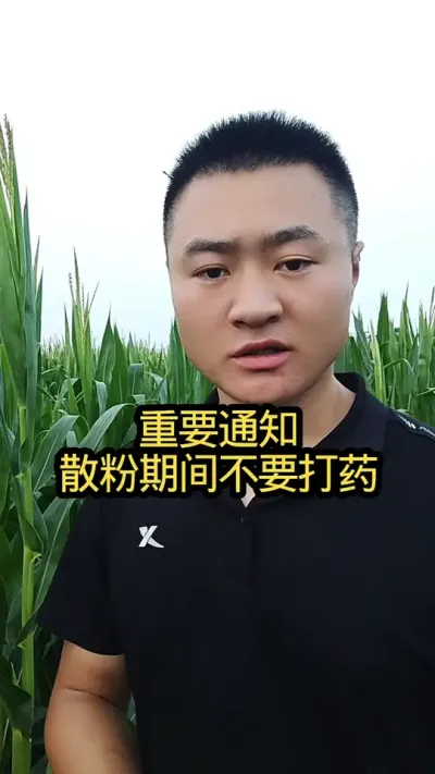 玉米在授粉期千万不要打药。#病虫害防治#玉米种植#关注我每天分享农业知识#肥料#三农种植
