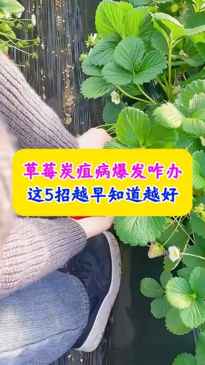 草莓炭疽病爆发咋办，这5招越早知道越好#草莓种植 #农业种植 #农业技术 #种植小技巧 