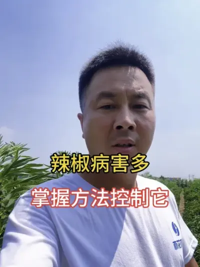 辣椒烂果烂头防治方案#抖音助农扶农 #三农种植 #三农流量扶持计划 #辣椒种植