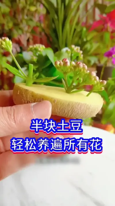 土豆养花小技巧#养花小知识 #爱生活爱养花 #养花人的乐趣