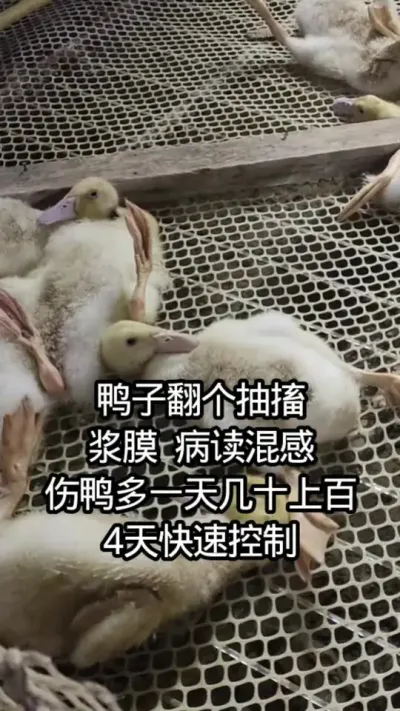 Ѽӷ鴤Ĥ  УѼһ켸ʮϰ٣4ٿ #Ѽֳ #Ѽ #Ѽ