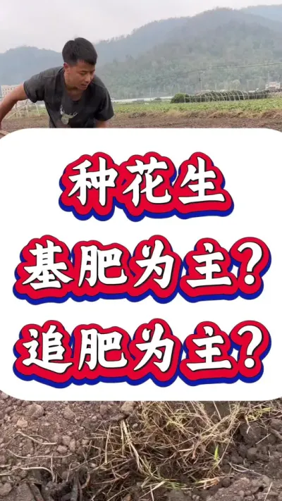 种花生应该以基肥为主还是以追肥为主？是基肥用的多了，产量更高，还是追肥追的多了产量更高呢？#花生种植 #花生高产 #种花生 #花生种植管理技术 #花生高产种植
