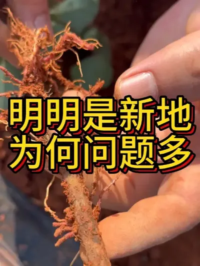这块地要拔了重新种，心疼吗？#农业种植 #红薯种植 #红薯种植技术 #分享农业知识帮农民增产增收 #分享农业植保技术知识传播正能量