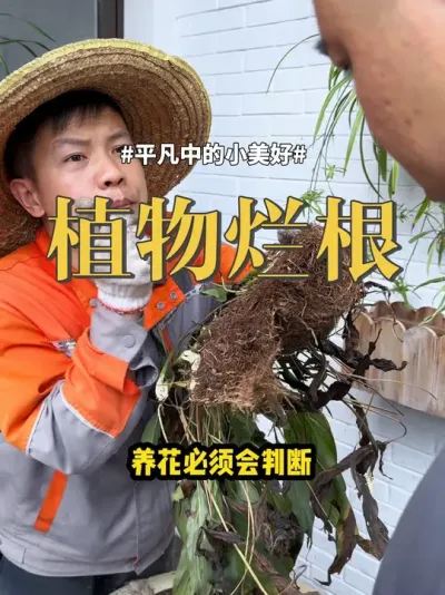 植物烂根 #养花 #烂根 #盆栽 烂根有3种烂法，你要会判断，也要会解决烂根