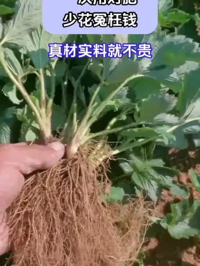 一次用对肥少花冤枉钱 @巨大星—龙灯膨果翟工 @巨大星-龙灯水溶肥源头厂家 @龙灯巨大星-膨果肥源头工厂 #种植小技巧 #草莓种植 #巨大星棒福根菌剂 #生根杀菌二合一 #生根快就用巨大星