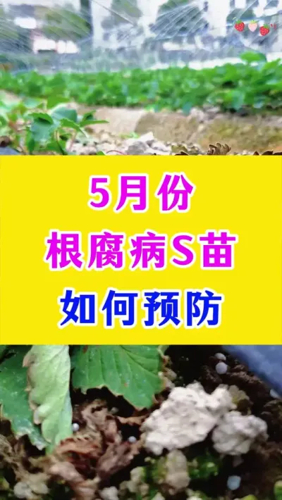 5月份根腐病死苗问题如何预防#草莓种植 #种植小技巧 #农业种植技术 #农业种植小知识 @DOU+小助手