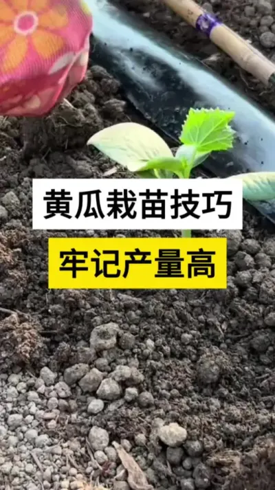 黄瓜栽苗技巧，牢记产量高 #黄瓜 #黄瓜种植技术 #黄瓜高产种植 #农业种植技术 #抖音助力三农上热门