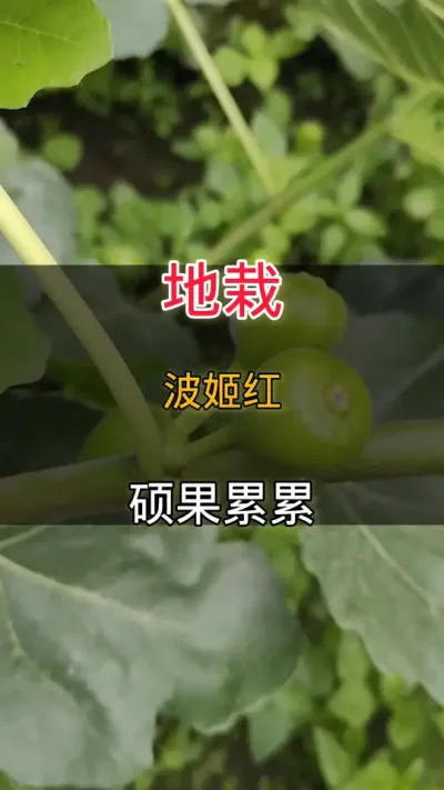Բ˶#޻#޻