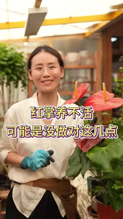 红掌养不活可能是没做对这几个点#红掌 #红掌盆栽 #花卉绿植 #养花小知识 #养花我是认真的