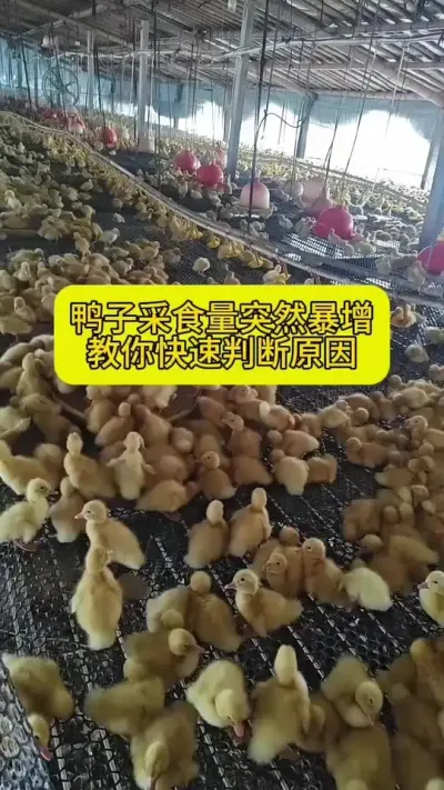 #养鸭 #养鸭人 #养鸭流程 #养鸭技术 #肉鸭养殖