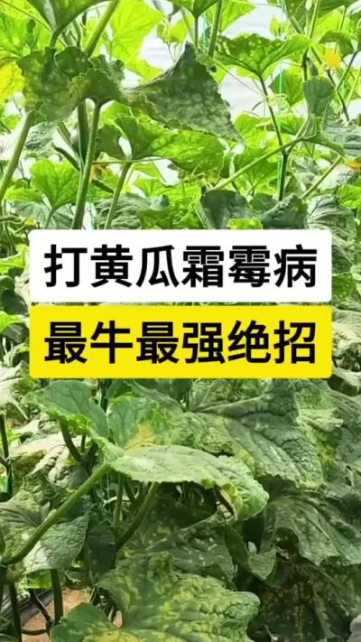 打黄瓜霜霉病，最牛最强绝招 #黄瓜 #黄瓜种植技术 #黄瓜种植技巧 #霜霉病 #服务三农支持三农