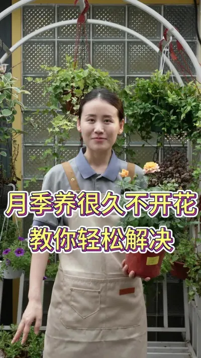 月季养很久都不开花，教你轻松解决#月季养护 #月季 #养花我是认真的 #养花小知识 #花卉绿植