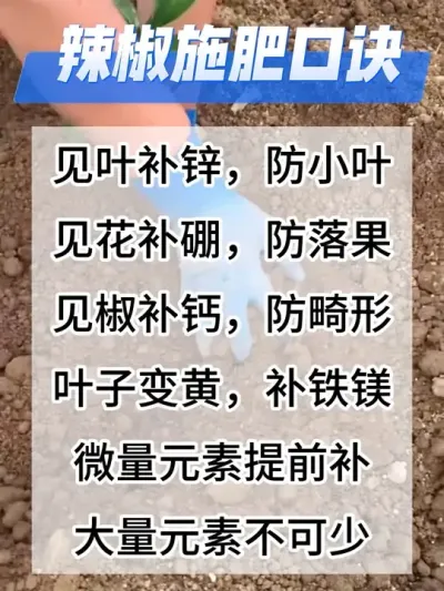 辣椒施肥口诀#三农种植 #辣椒种植 #农业种植技术