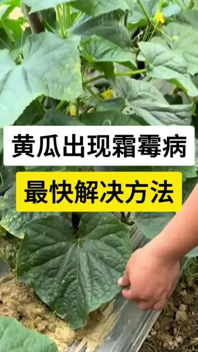 黄瓜出现霜霉病，最快解决方法 #黄瓜 #黄瓜高产种植技术 #黄瓜种植技巧 #黄瓜霜霉病 #农业技术推广