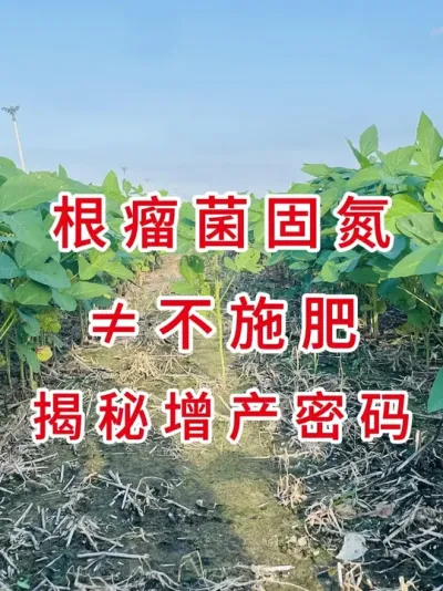 忽略这2种肥料，根瘤菌再多也白搭！ #三农流量扶持计划 #农业植保知识分享 #大豆种植 #抖音助农 #大豆种子