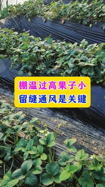 棚温过高果子小，留缝通风是关键#草莓种植 #农业技术推广 #农业技术 #种植小技巧 