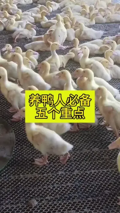 #肉鸭养殖 #养鸭人 #科学养鸭 #养殖技术 #禽病防治