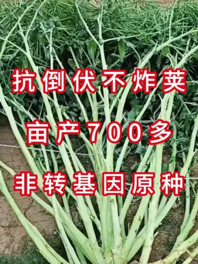 油菜种实测亩产破纪录 #高产油菜种子  #油菜种植技术  #农业致富项目  #种子测评  #油菜种植