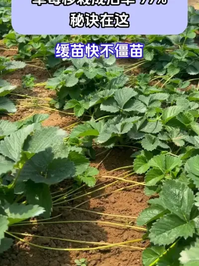 草莓移栽成活率99秘诀在这 @巨大星—龙灯膨果翟工 @巨大星-龙灯水溶肥源头厂家 @龙灯巨大星-膨果肥源头工厂 #种植小技巧 #草莓种植 #巨大星棒福根菌剂 #生根杀菌二合一 #生根快就用巨大星