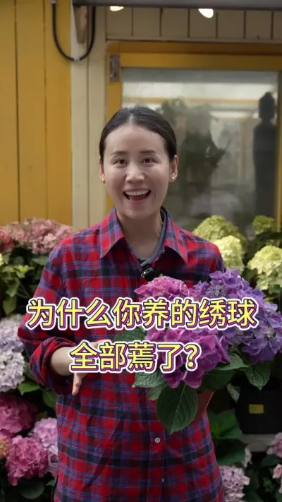 为什么你养的绣球全部都蔫了呢？#绣球养护 #绣球花的快乐 #养花修心 #养花小知识 #花卉绿植盆栽