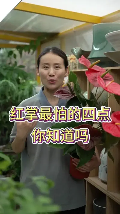 红掌最怕这4点，你知道吗#红掌盆栽 #红掌养护 #花卉绿植 #养花小知识 #养花人的乐趣