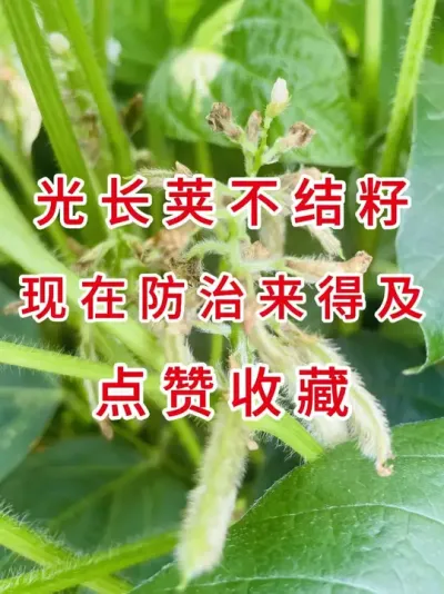 大豆光长荚不结籽？90%的农户都不知道 #三农流量扶持计划 #抖音助农 #农业植保知识分享 #大豆种植 #三农小知识