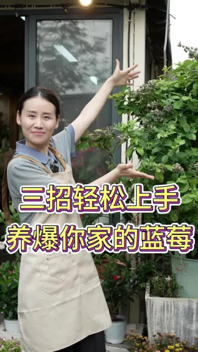三招轻松上手，养爆你家的蓝莓#蓝莓种植 #蓝莓熟了 #养花小知识 #养花人的乐趣 #花卉绿植