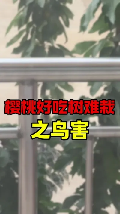 大樱桃鸟害#大樱桃种植管理 #水果滞销 #大樱桃树苗 #车厘子大樱桃