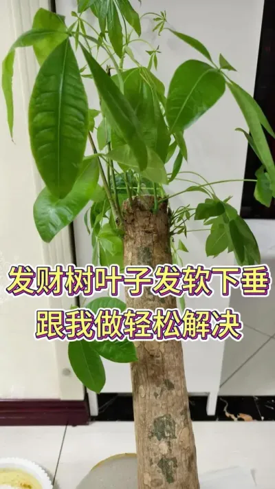 发财树叶子发软下垂跟我做轻松解决#花卉绿植养花 #养花小知识 #发财树养护 #发财树 #养花人的乐趣