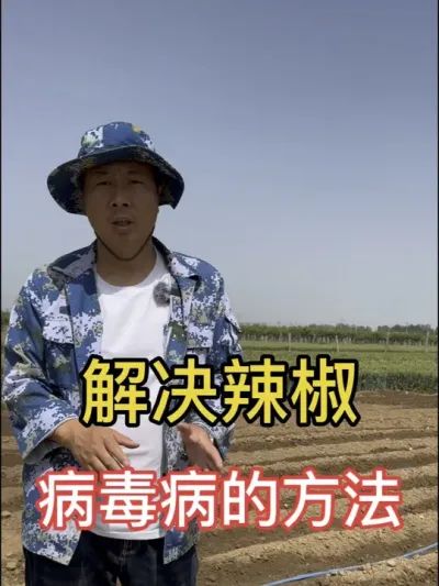 辣椒病毒病防控很关键#增产增收小配方 #辣椒种植技术 #三农流量扶持计划