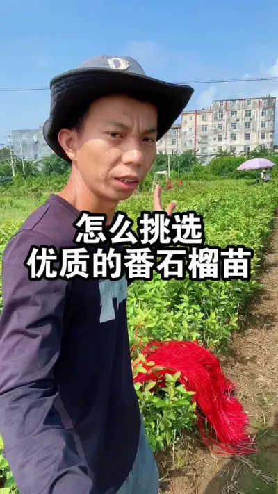 怎么挑选优质的番石榴苗？ #果苗供应 #红心番石榴 #番石榴