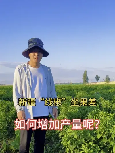 新疆地区辣椒不坐果地解决方案#辣椒种植 #农业种植技术 #抖音扶农助农 #三农流量扶持计划 #长里美