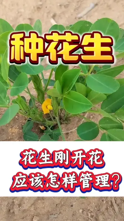 花生增产追肥专用配方#花生种植 #花生高产#种花生 #花生种植管理技术 #花生高产种植
