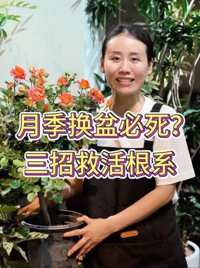 月季换盆必死？三招救活根系#月季 #月季养护 #养花小知识 #养花人的乐趣 #花卉绿植