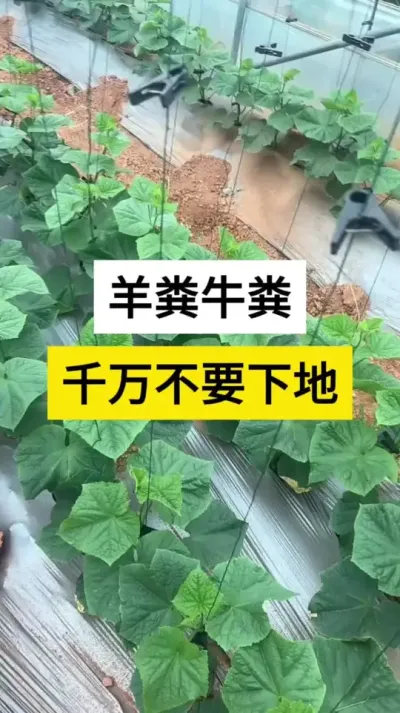 羊粪牛粪，千万不要下地 #黄瓜 #黄瓜高产种植 #黄瓜种植技术 #农业种植技术 #服务三农支持三农
