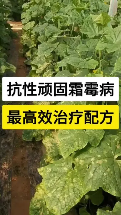 抗性顽固霜霉病，最高效治疗配方 #黄瓜种植技术 #黄瓜高产种植 #黄瓜霜霉病 #黄瓜种植技巧 #服务三农支持三农