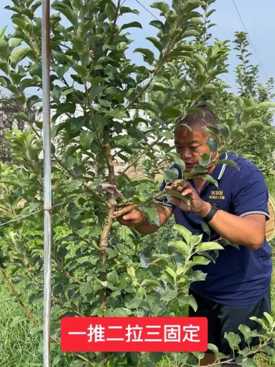 #新农人计划2025 #病虫害防治 #果树种植 #果树管理 #果树修剪