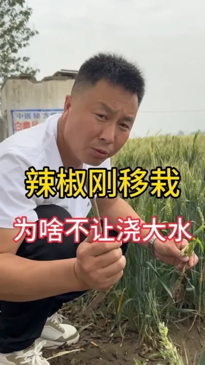 移栽辣椒为啥不能打大水#三农流量扶持计划 #辣椒种植技术