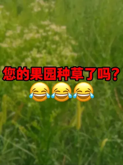 你的果园种草了吗 #车厘子大樱桃 #车厘子树苗#果树管理