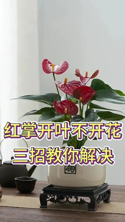 红掌开叶不开花三招教你解决#花卉绿植 #红掌盆栽 #红掌养护 #养花小知识 #养花人的乐趣