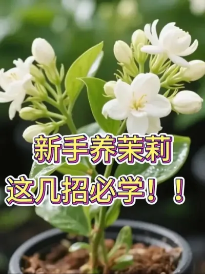 新手养茉莉，这几招必学！#茉莉 #茉莉花 #花卉绿植 #养花小知识 #茉莉养护