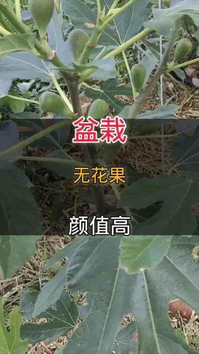 ޻#޻