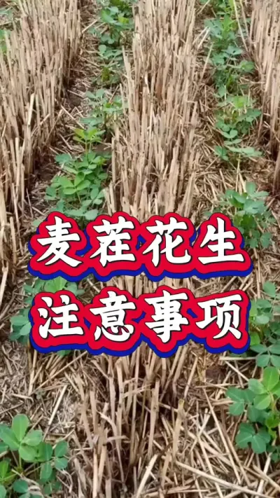 麦茬花生注意事项#花生种植 #花生高产 #种花生 #花生种植管理技术 #花生高产种植技术