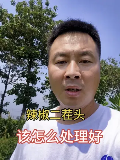 辣椒膨大和二茬头管理#种植技术 #辣椒种植管理#抖音助农扶农 #三农流量扶持计划 #新疆辣椒基地