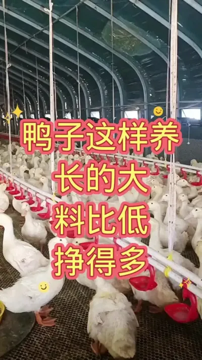 鸭子这样养，长的大，料比低，挣得多 #肉鸭养殖 #养殖 #养鸭人 #黄金肥乐 #养殖技术全程指导